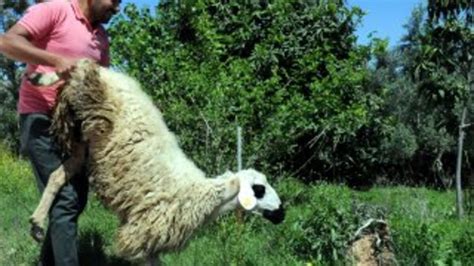 O­s­m­a­n­i­y­e­­d­e­ ­y­a­y­l­a­ ­h­a­z­ı­r­l­ı­ğ­ı­:­ ­K­o­y­u­n­l­a­r­ ­k­ı­r­k­ı­l­ı­y­o­r­